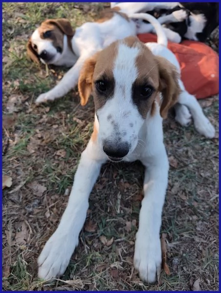 KELLY, CUCCIOLA 5 MESI | Foto 5