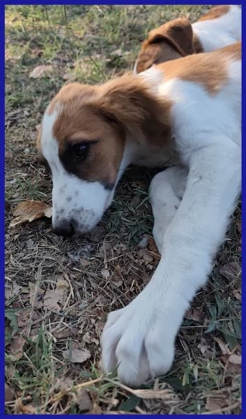 KELLY, CUCCIOLA 5 MESI | Foto 4