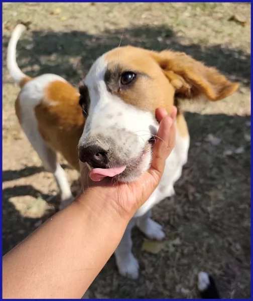 KELLY, CUCCIOLA 5 MESI | Foto 3