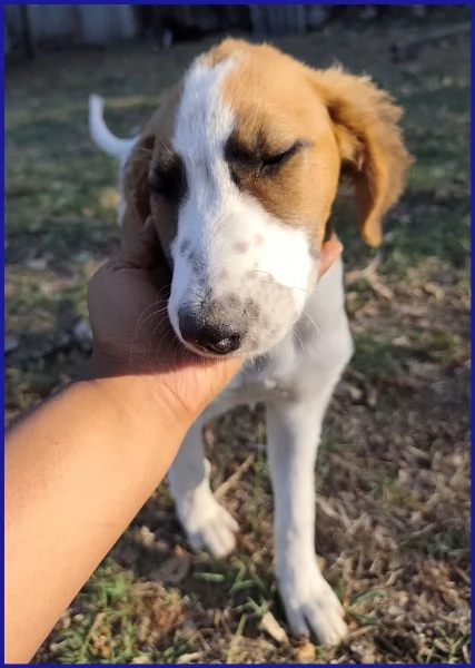 KELLY, CUCCIOLA 5 MESI | Foto 2