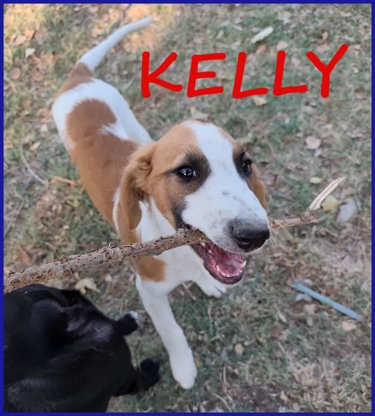 KELLY, CUCCIOLA 5 MESI