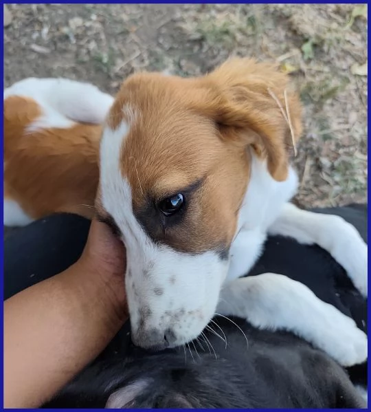 KELLY, CUCCIOLA 5 MESI | Foto 1