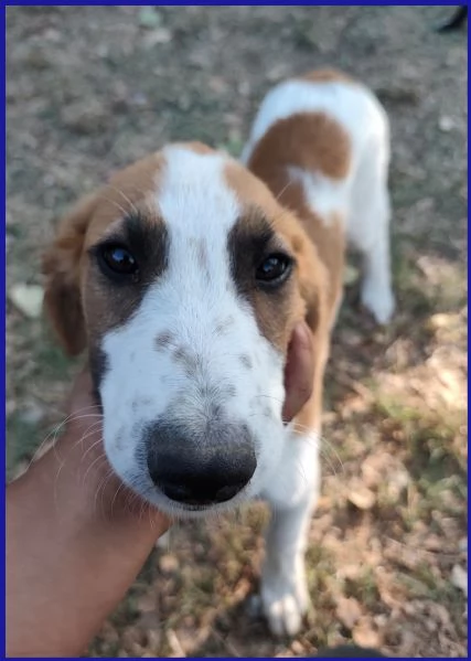 KELLY, CUCCIOLA 5 MESI | Foto 0