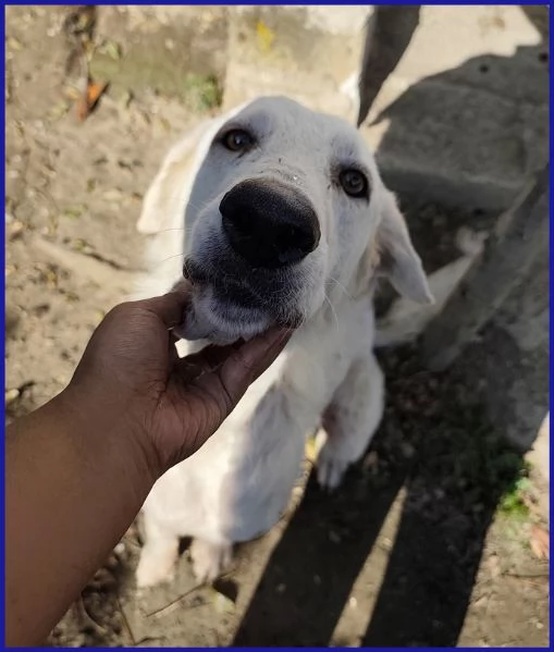 POPPEA, CAGNOLINA 3 ANNI | Foto 6