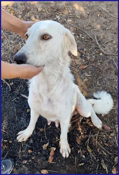 POPPEA, CAGNOLINA 3 ANNI | Foto 5