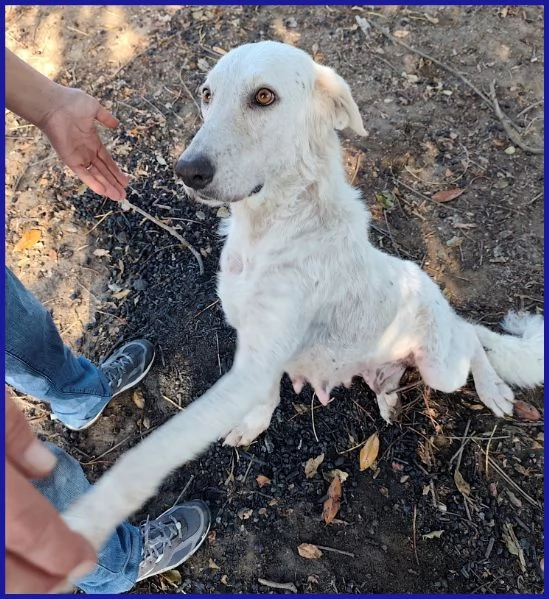 POPPEA, CAGNOLINA 3 ANNI | Foto 4