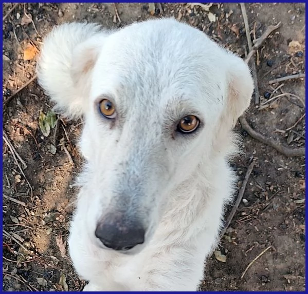 POPPEA, CAGNOLINA 3 ANNI | Foto 3