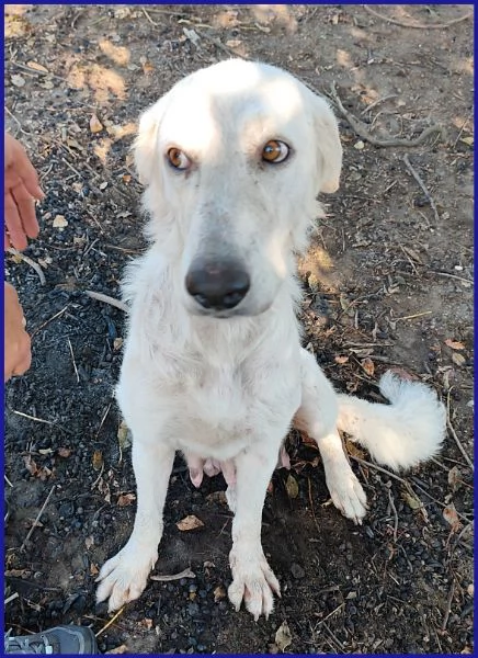 POPPEA, CAGNOLINA 3 ANNI | Foto 2