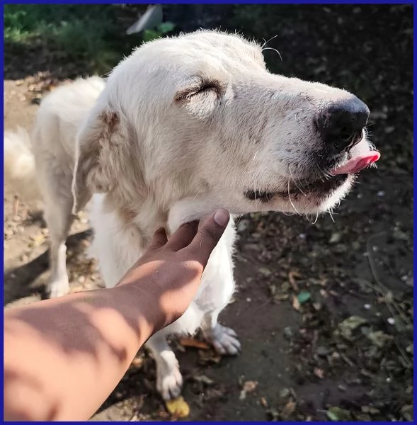 POPPEA, CAGNOLINA 3 ANNI | Foto 0