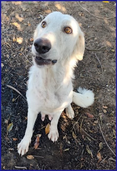 POPPEA, CAGNOLINA 3 ANNI