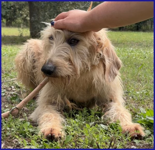 GIACOMO, CAGNOLINO 4 ANNI | Foto 6