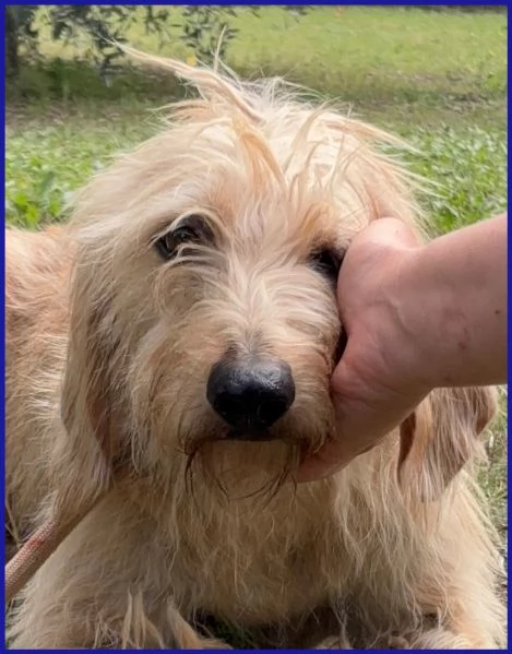 GIACOMO, CAGNOLINO 4 ANNI | Foto 5