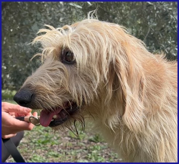 GIACOMO, CAGNOLINO 4 ANNI | Foto 3