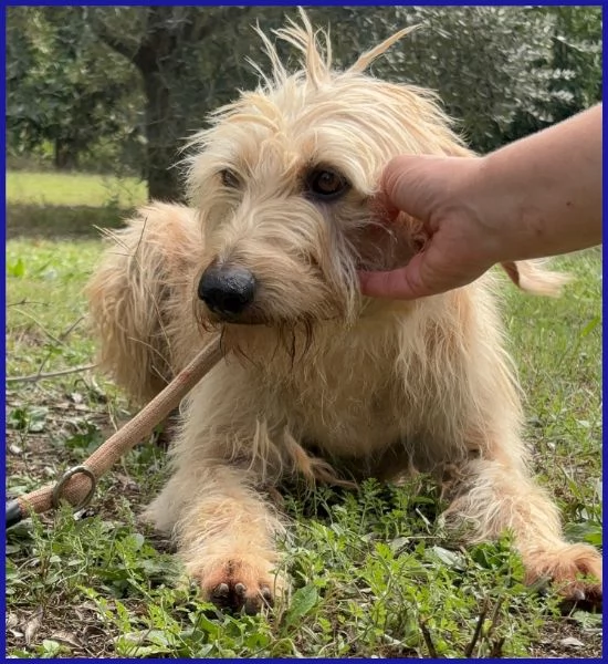 GIACOMO, CAGNOLINO 4 ANNI | Foto 2