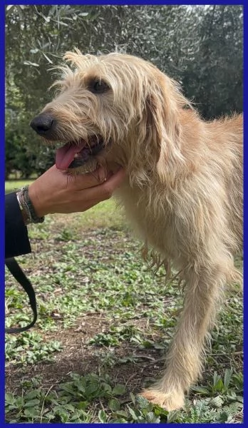 GIACOMO, CAGNOLINO 4 ANNI | Foto 1