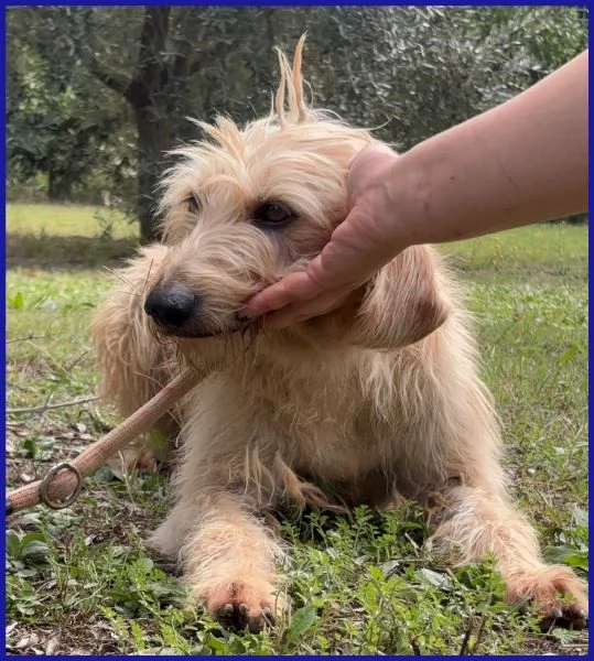 GIACOMO, CAGNOLINO 4 ANNI | Foto 0