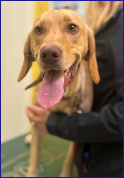 BAGIGIO CUCCIOLONE MIX SEGUGIO 9 MESI | Foto 6