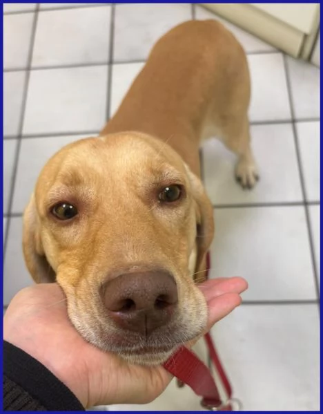 BAGIGIO CUCCIOLONE MIX SEGUGIO 9 MESI | Foto 3