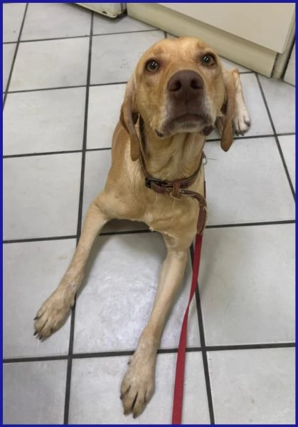 BAGIGIO CUCCIOLONE MIX SEGUGIO 9 MESI | Foto 1