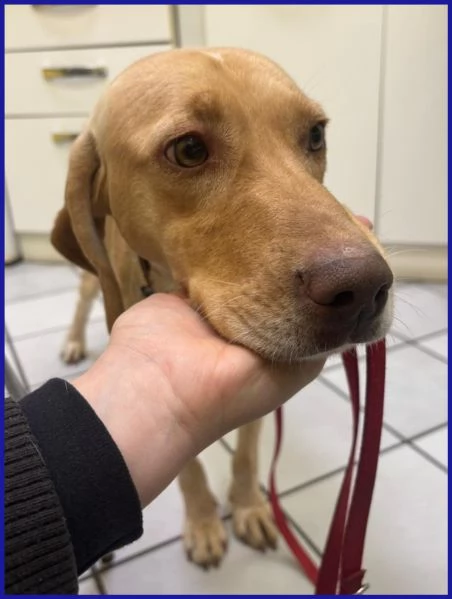 BAGIGIO CUCCIOLONE MIX SEGUGIO 9 MESI | Foto 0