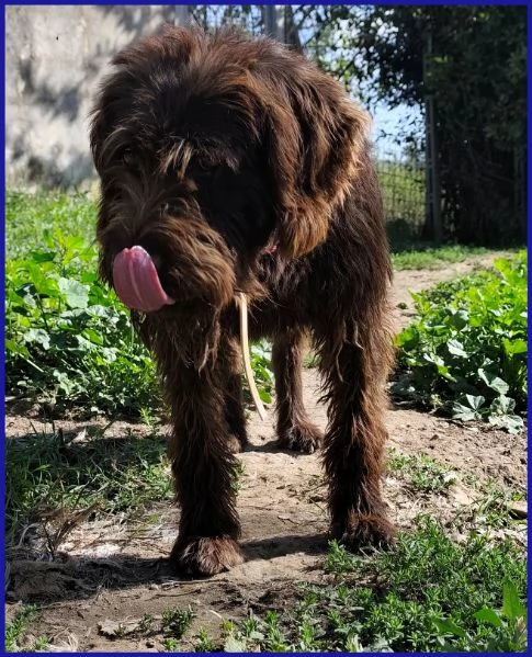 SPELACCHIO, CANE TAGLIA MEDIA 4 ANNI | Foto 6