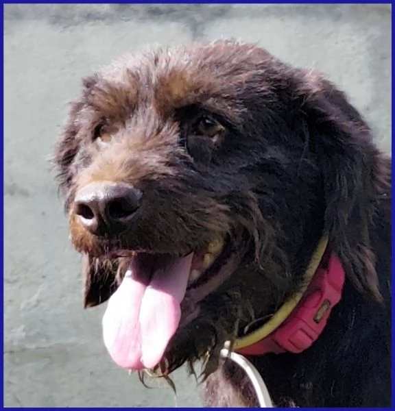 SPELACCHIO, CANE TAGLIA MEDIA 4 ANNI | Foto 5