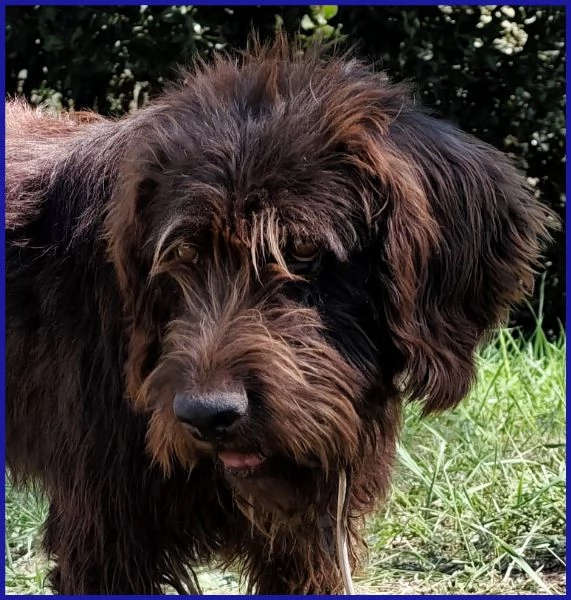 SPELACCHIO, CANE TAGLIA MEDIA 4 ANNI | Foto 4