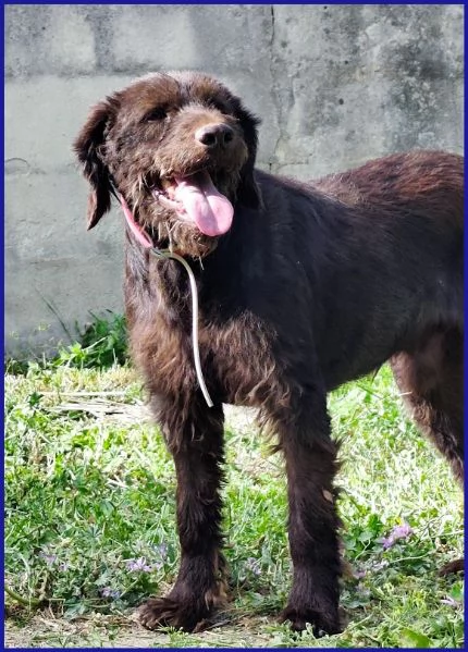 SPELACCHIO, CANE TAGLIA MEDIA 4 ANNI | Foto 3