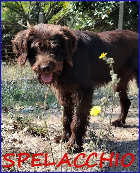 SPELACCHIO, CANE TAGLIA MEDIA 4 ANNI