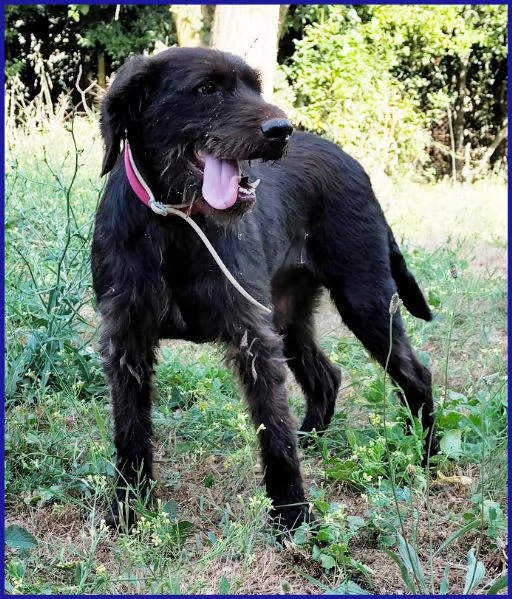 SPELACCHIO, CANE TAGLIA MEDIA 4 ANNI | Foto 2