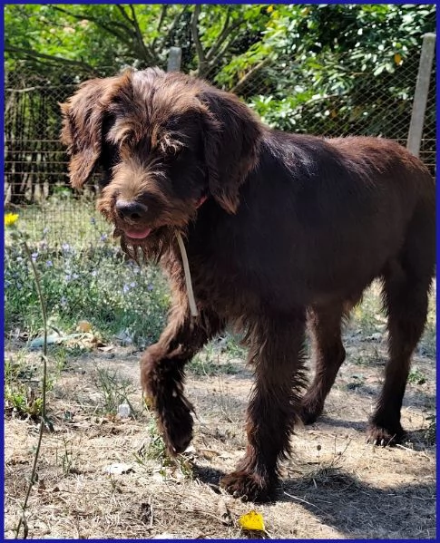 SPELACCHIO, CANE TAGLIA MEDIA 4 ANNI | Foto 1