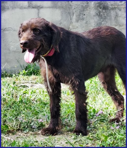 SPELACCHIO, CANE TAGLIA MEDIA 4 ANNI | Foto 0