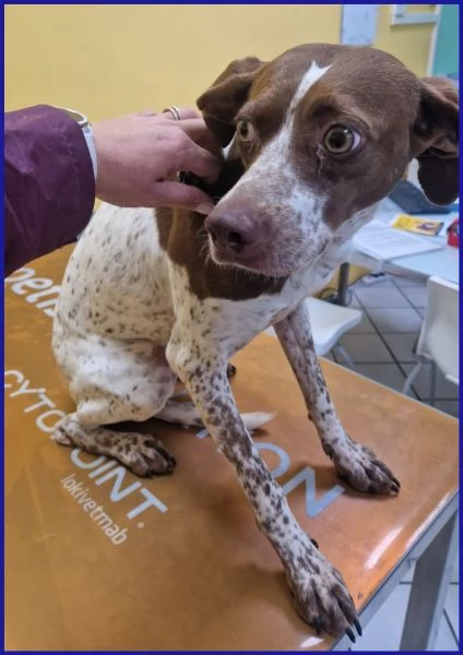 ARANCIA, POINTERINA 3 ANNI E MEZZO | Foto 4