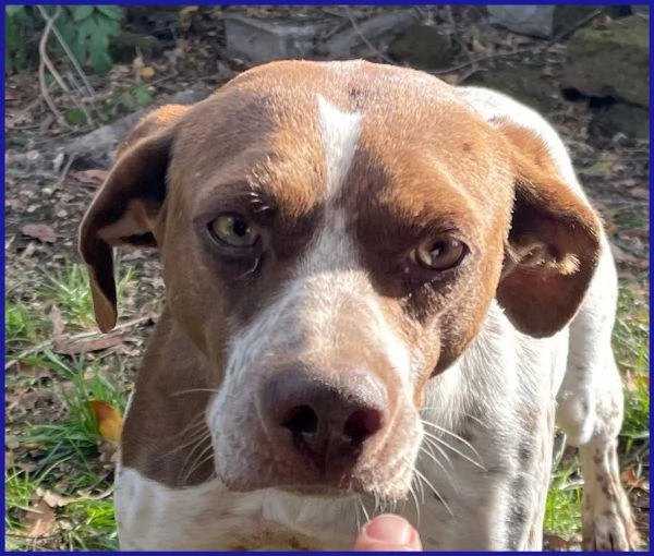 ARANCIA, POINTERINA 3 ANNI E MEZZO | Foto 3