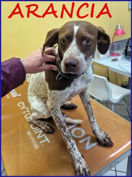 ARANCIA, POINTERINA 3 ANNI E MEZZO