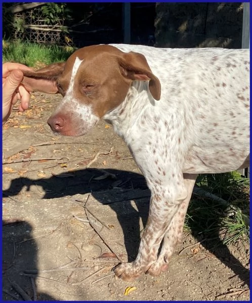 ARANCIA, POINTERINA 3 ANNI E MEZZO | Foto 1