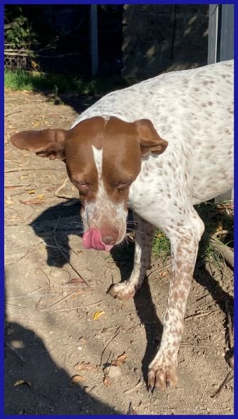 ARANCIA, POINTERINA 3 ANNI E MEZZO | Foto 0