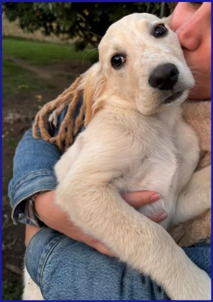 MIRTILLO, CUCCIOLO 3 MESI MIX SETTER | Foto 5