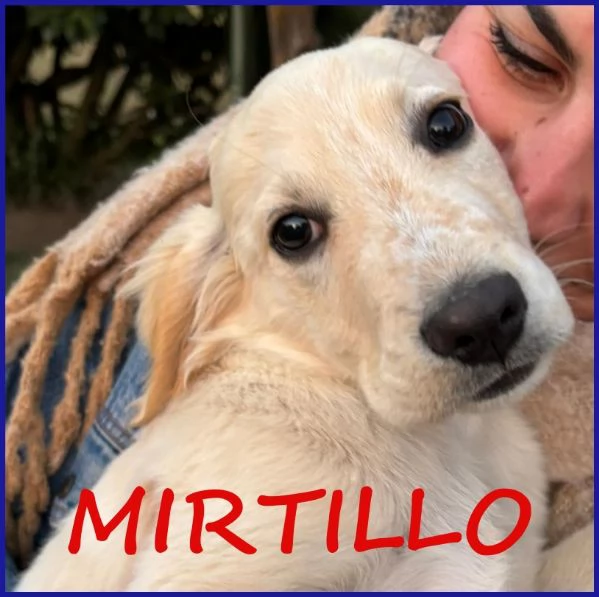 MIRTILLO, CUCCIOLO 3 MESI MIX SETTER