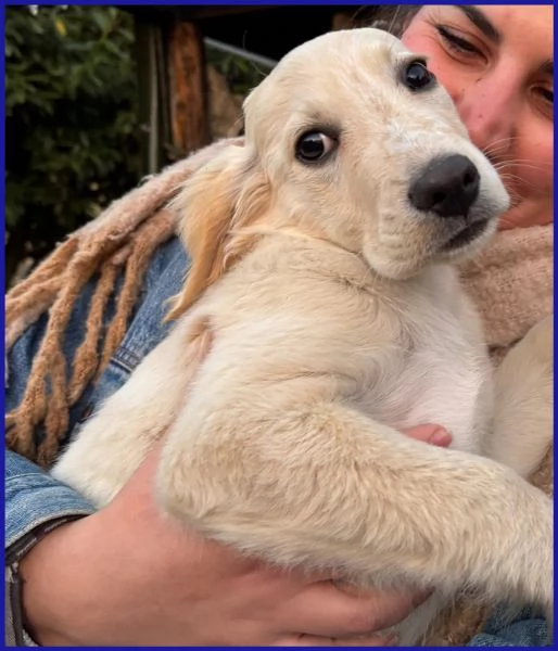 MIRTILLO, CUCCIOLO 3 MESI MIX SETTER | Foto 0