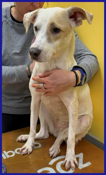 CALU' TENERA CAGNOLINA 2 ANNI | Foto 5