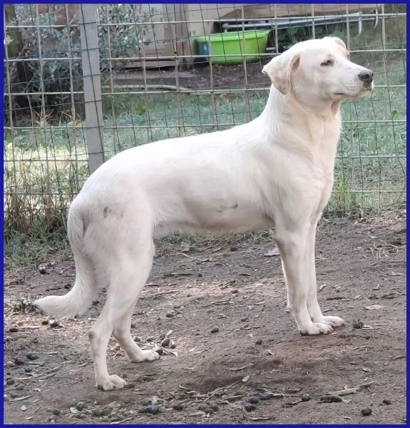 CALU' TENERA CAGNOLINA 2 ANNI | Foto 3