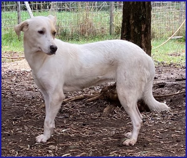 CALU' TENERA CAGNOLINA 2 ANNI | Foto 2