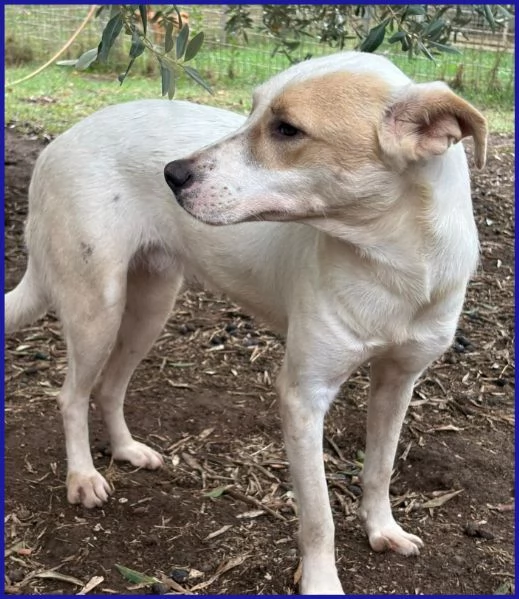 CALU' TENERA CAGNOLINA 2 ANNI | Foto 1