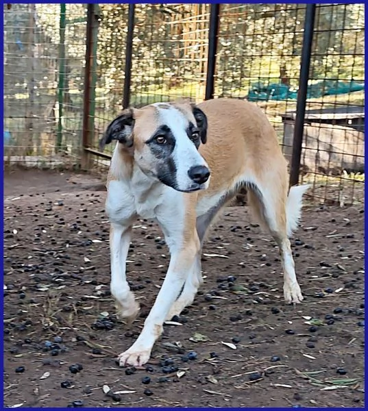 NORMA, GIOVANE CAGNOLINA | Foto 6