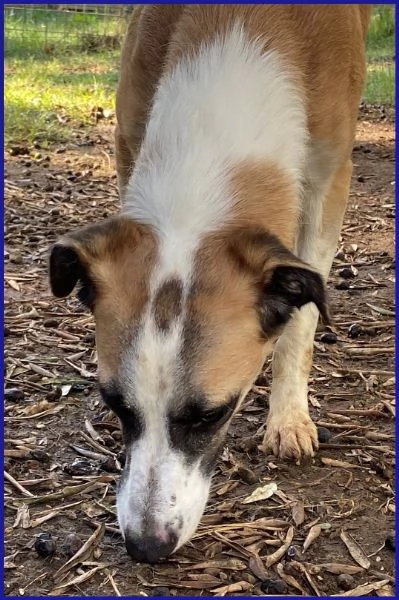 NORMA, GIOVANE CAGNOLINA | Foto 5