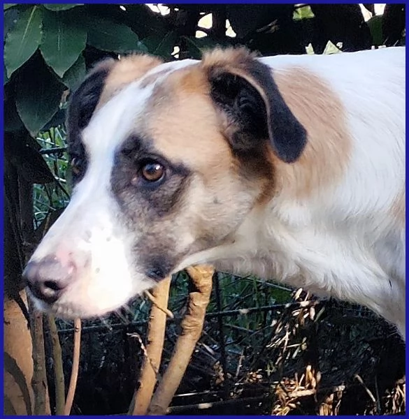 NORMA, GIOVANE CAGNOLINA | Foto 4