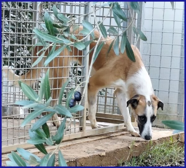 NORMA, GIOVANE CAGNOLINA | Foto 3