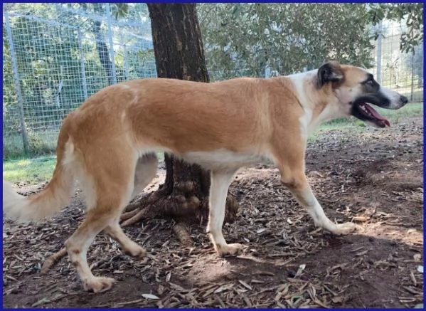 NORMA, GIOVANE CAGNOLINA | Foto 1