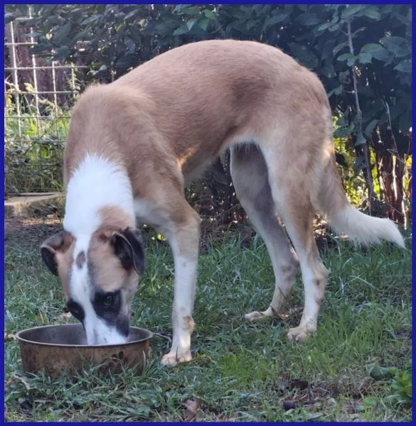 NORMA, GIOVANE CAGNOLINA | Foto 0